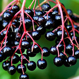 Elderberry