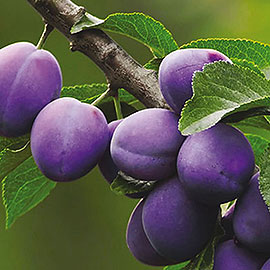 Plums