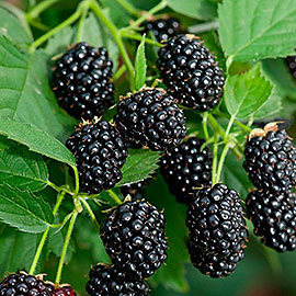 Blackberry